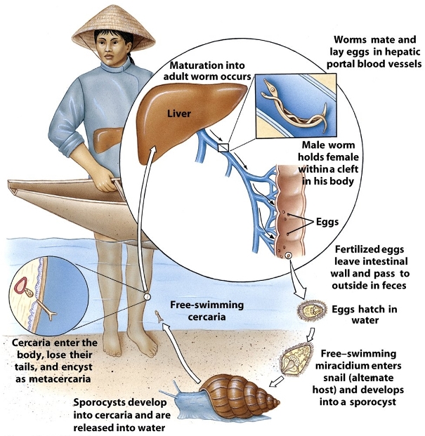 life cycle of schistosomiasis parasite